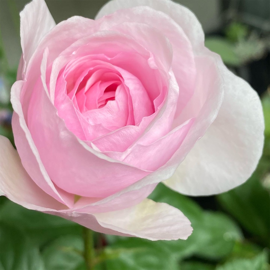 f:id:tef_rose:20200422231840j:image