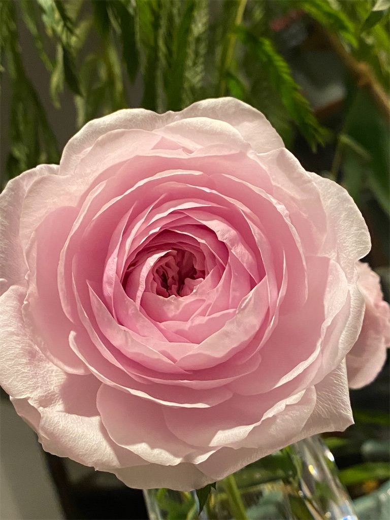 f:id:tef_rose:20200423000529j:image