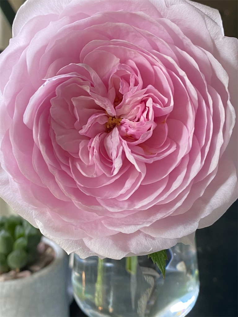 f:id:tef_rose:20200423170949j:image