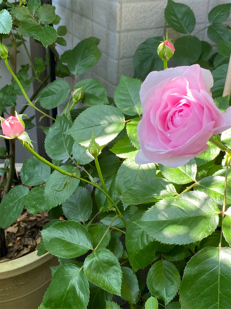 f:id:tef_rose:20200423171421j:image