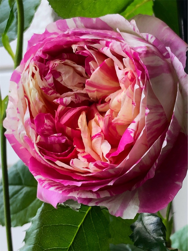 f:id:tef_rose:20200425030015j:image