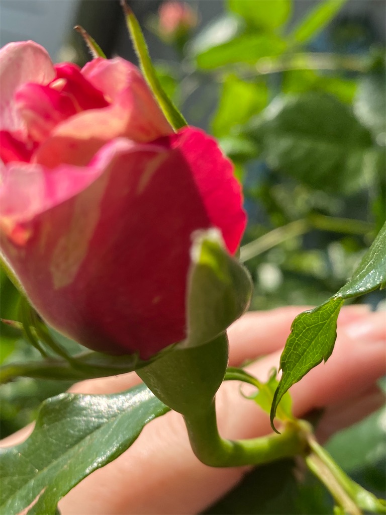 エドゥアールマネ つるバラだけどシュートをピンチ Tef S Garden ベランダでバラと暮らす