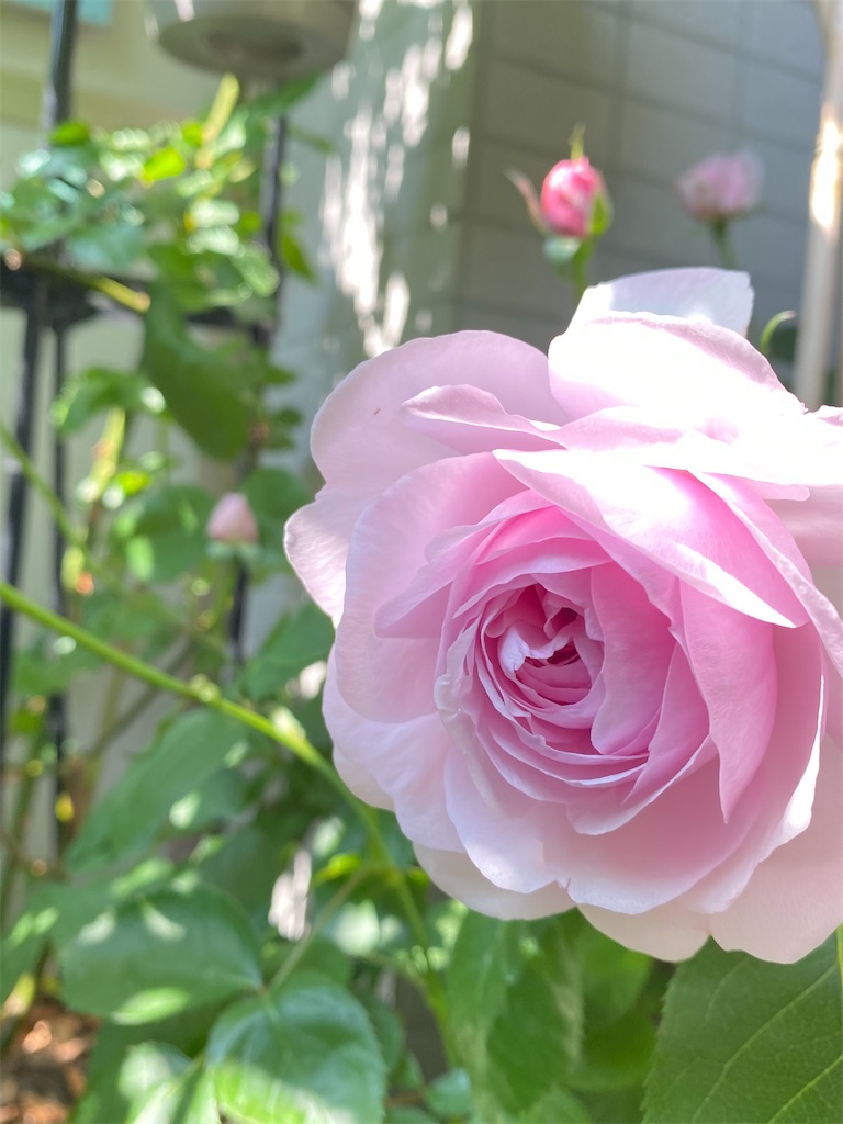 f:id:tef_rose:20200425151731j:image