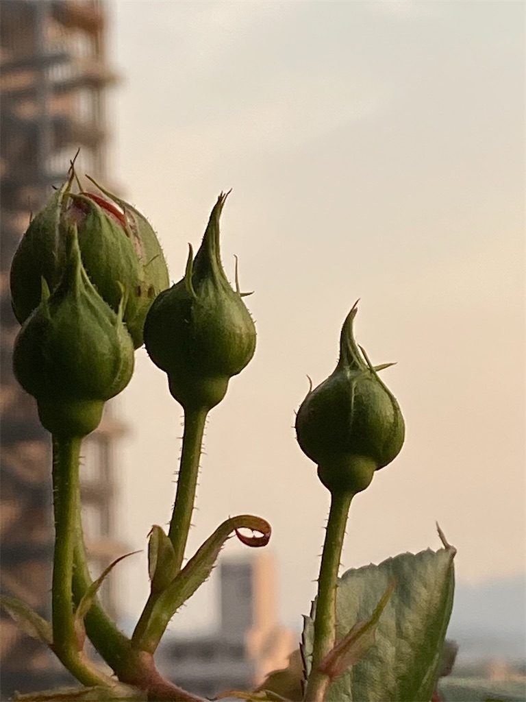 f:id:tef_rose:20200427093240j:image