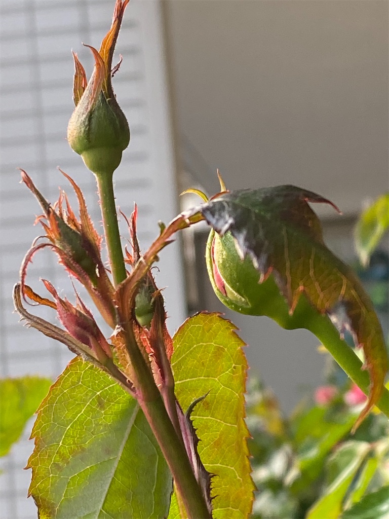 f:id:tef_rose:20200427093257j:image