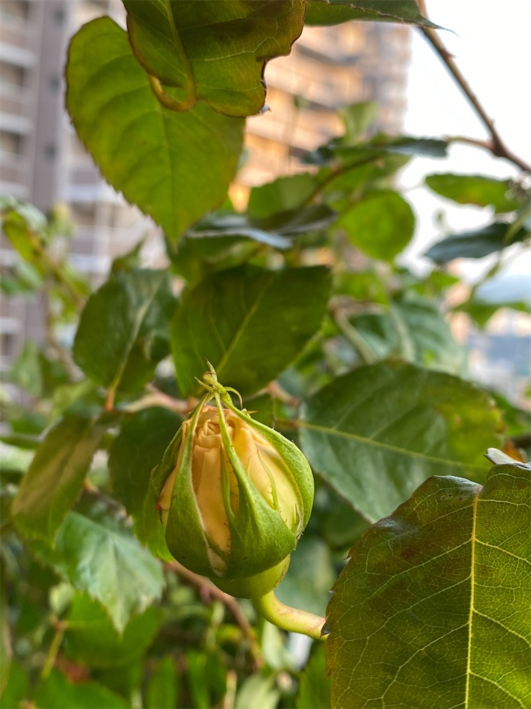 f:id:tef_rose:20200427093323j:image