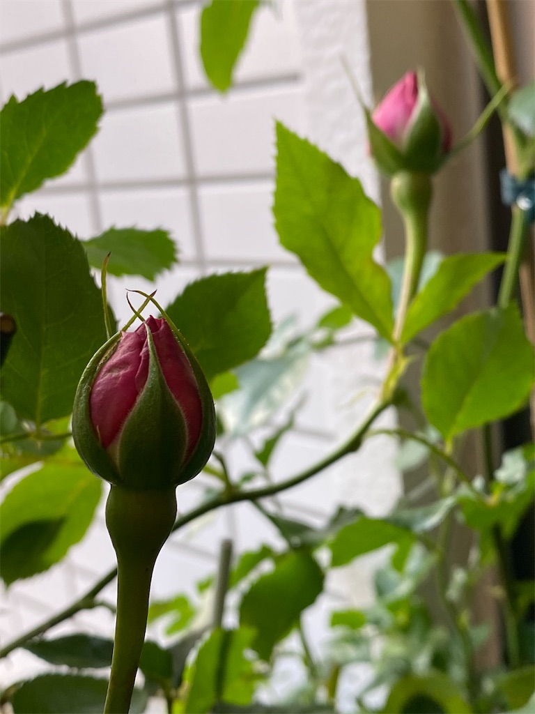 f:id:tef_rose:20200427093338j:image