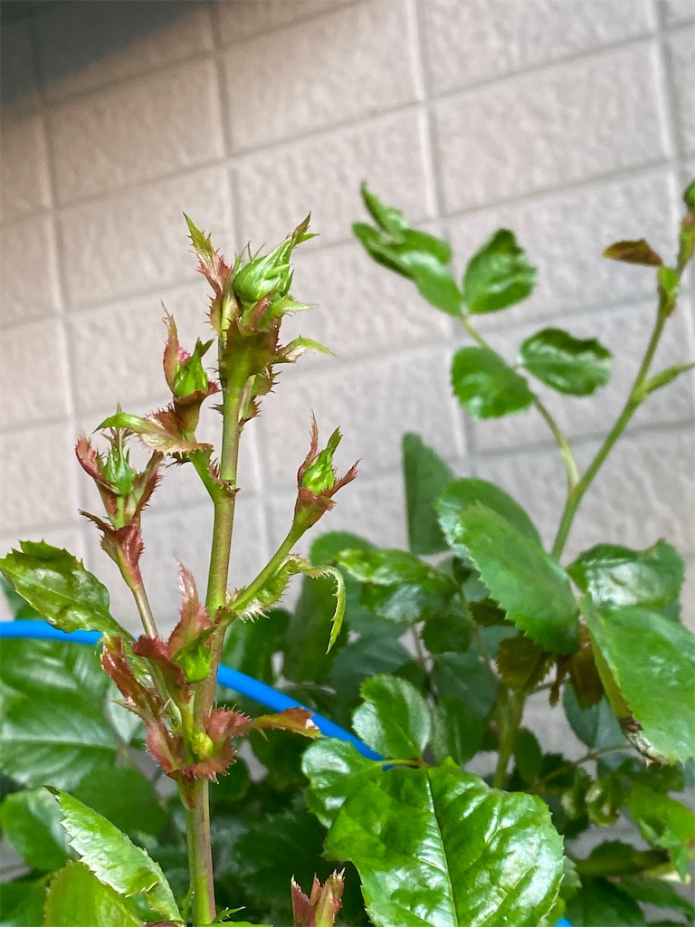 f:id:tef_rose:20200427093346j:image