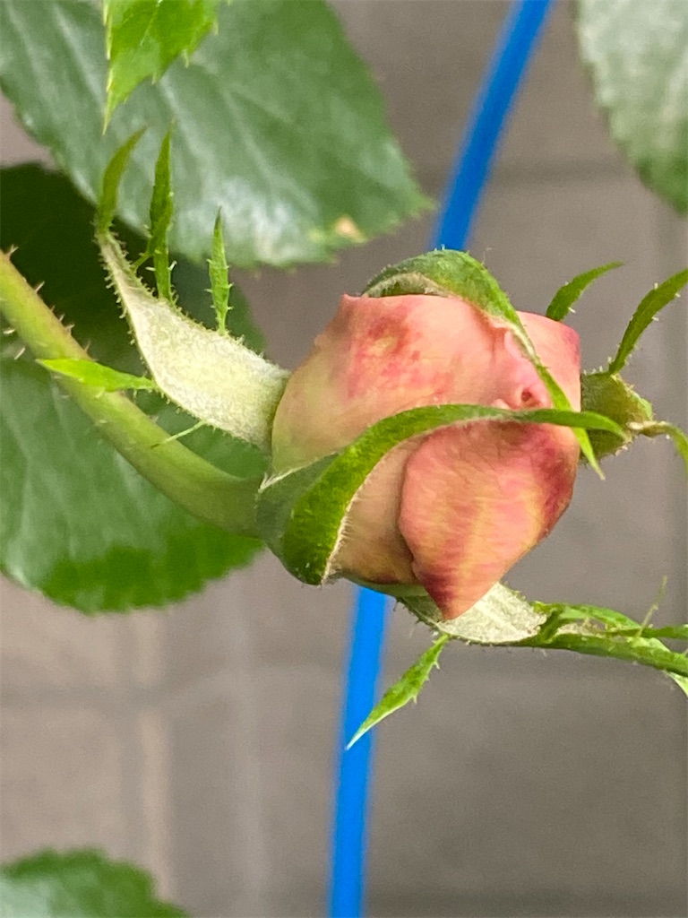 f:id:tef_rose:20200427093359j:image