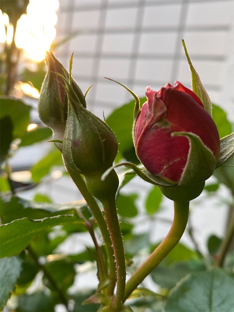 f:id:tef_rose:20200427093456j:image