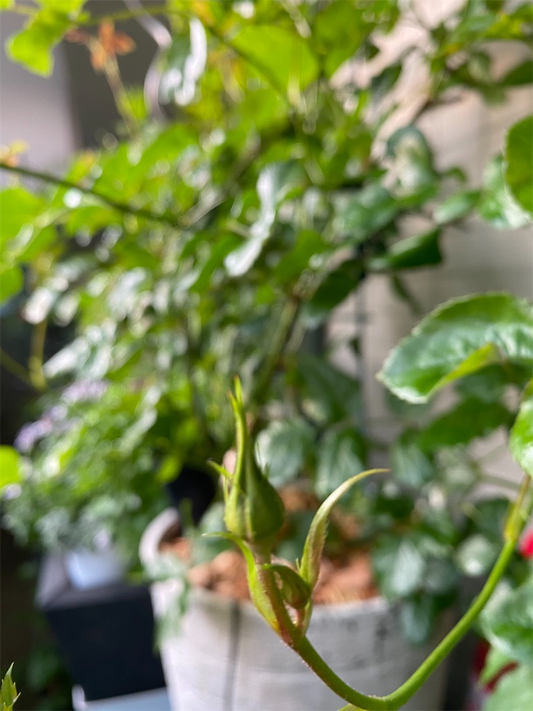 f:id:tef_rose:20200427093503j:image