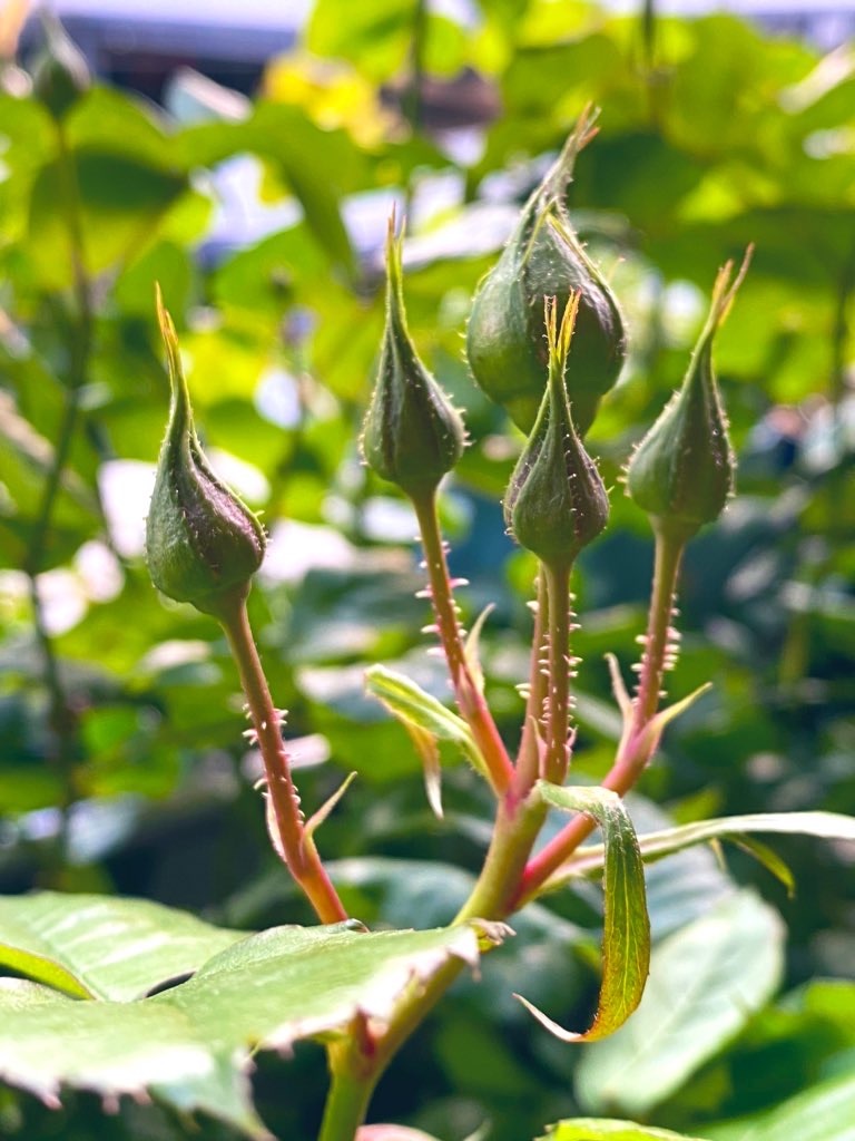 f:id:tef_rose:20200427093507j:image