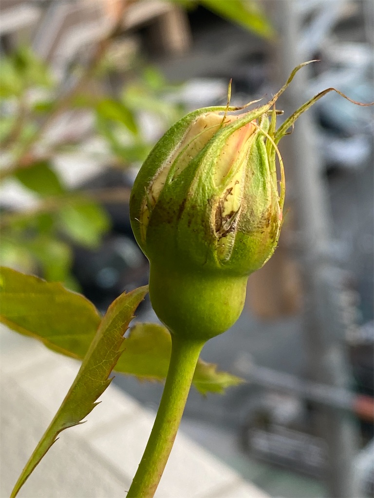 f:id:tef_rose:20200427095139j:image