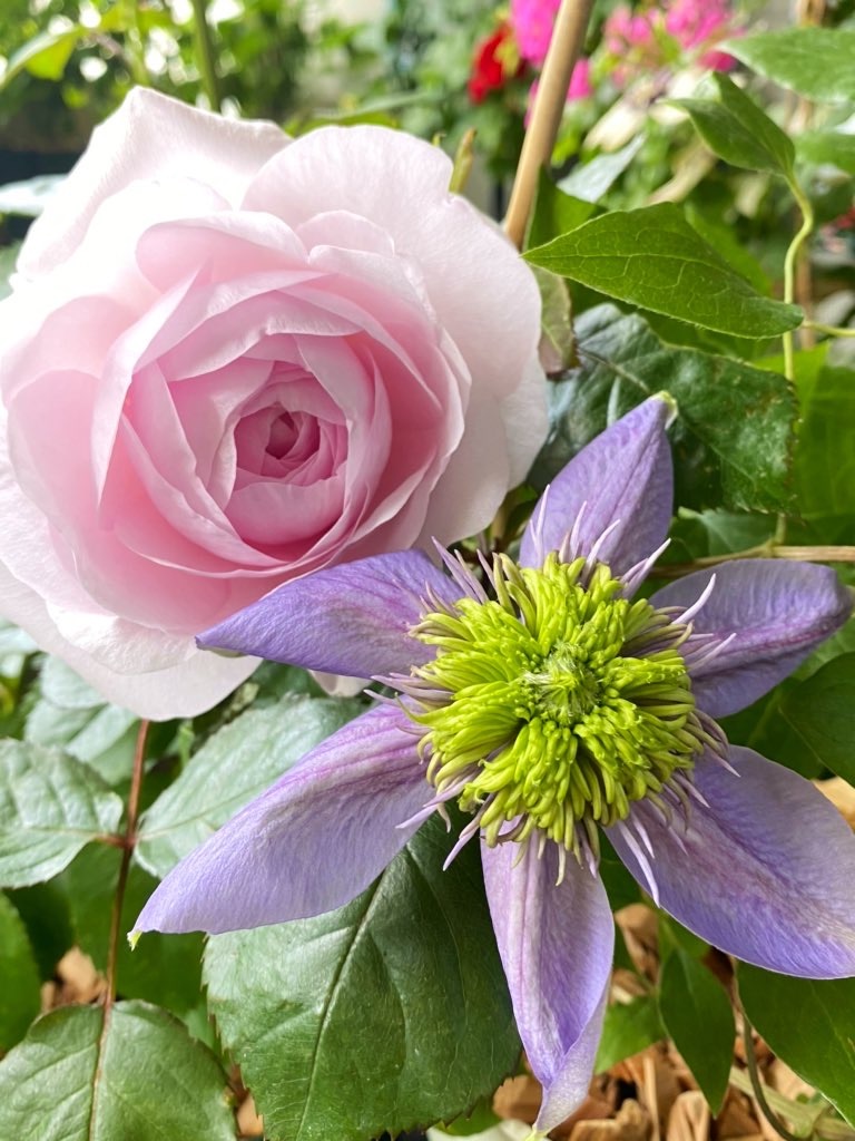 f:id:tef_rose:20200501213413j:image