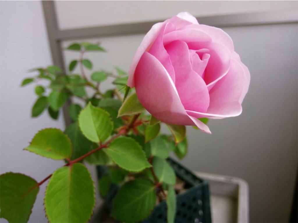 f:id:tef_rose:20200501213428j:image
