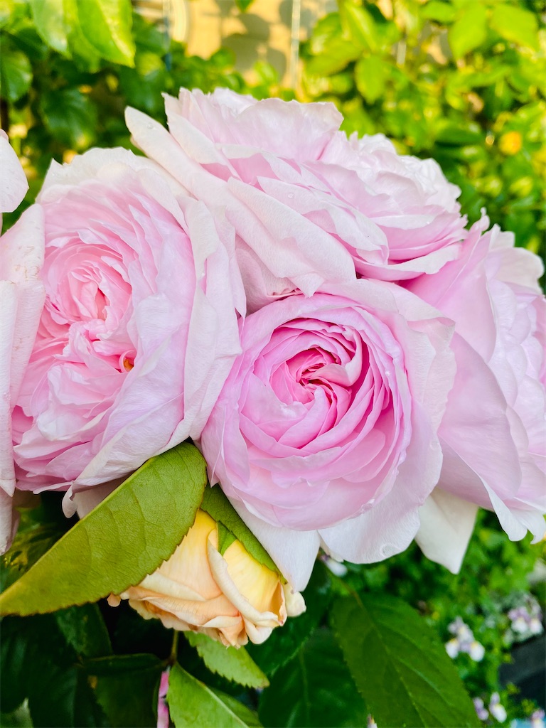 f:id:tef_rose:20200501213432j:image