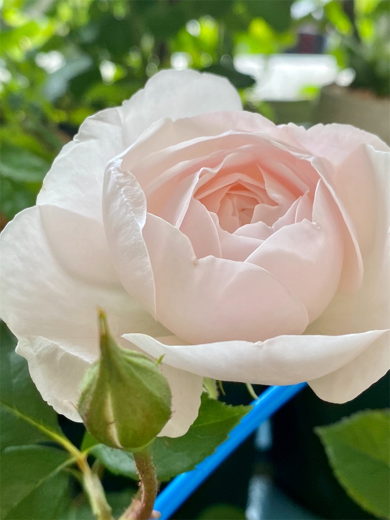 f:id:tef_rose:20200503035316j:image
