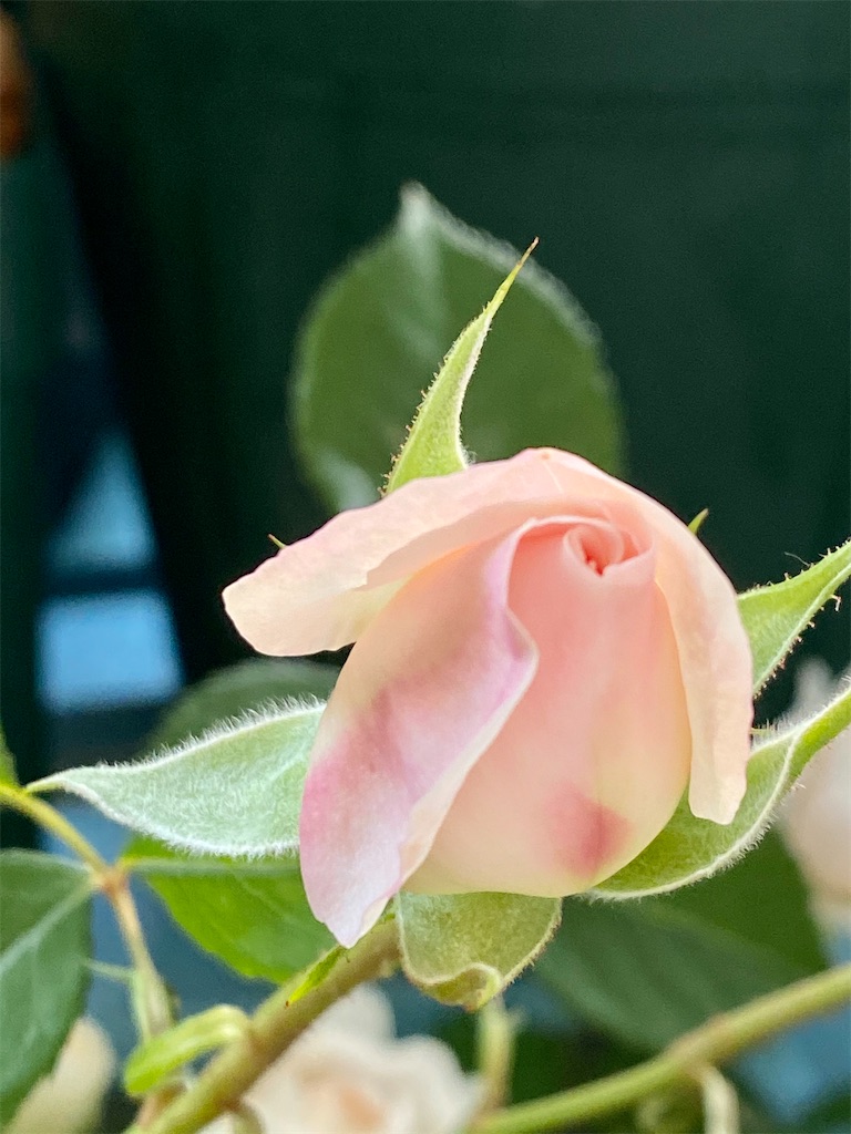 f:id:tef_rose:20200503035320j:image