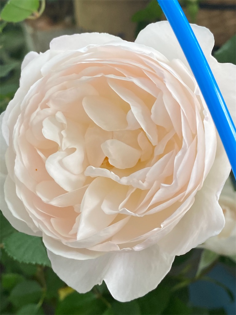 f:id:tef_rose:20200503035324j:image