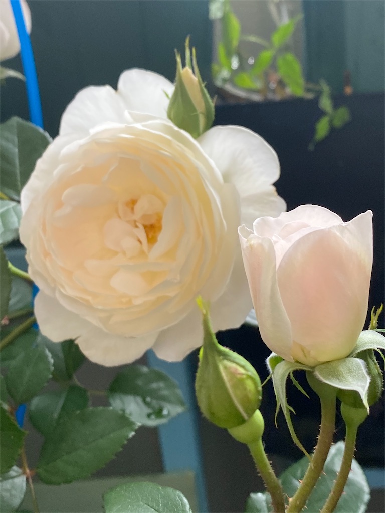 f:id:tef_rose:20200503035335j:image