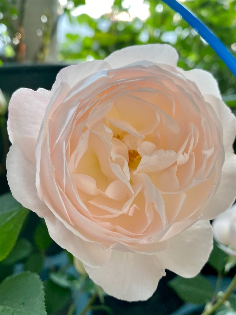 f:id:tef_rose:20200503035342j:image