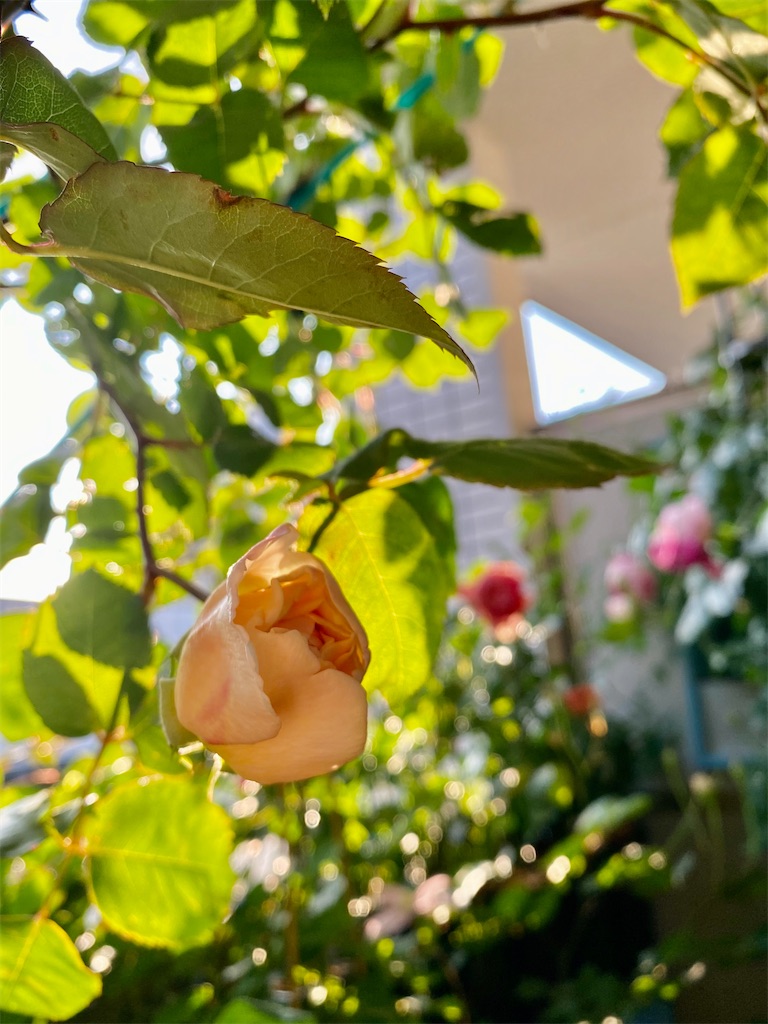 f:id:tef_rose:20200504030853j:image