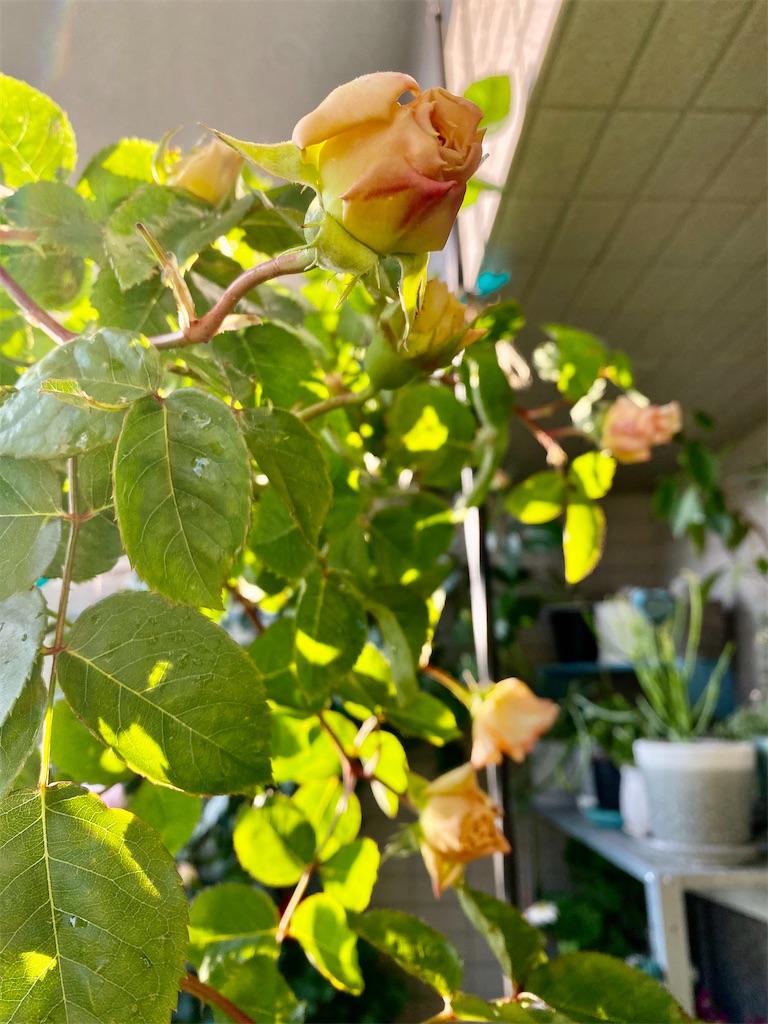 f:id:tef_rose:20200504030900j:image