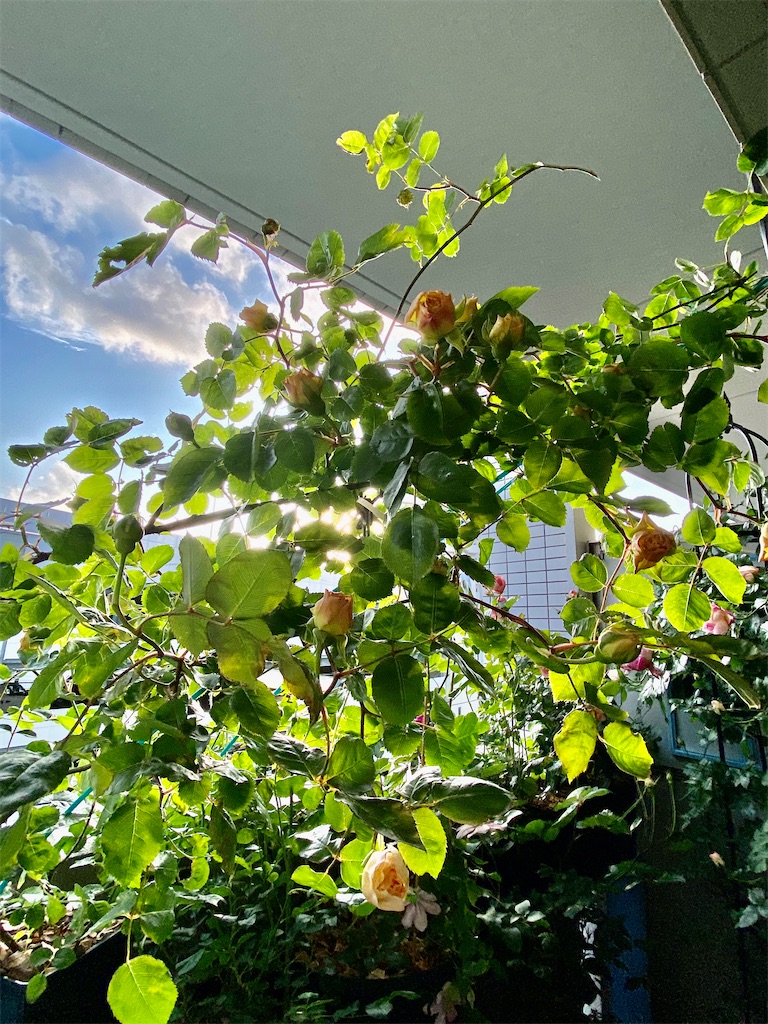 f:id:tef_rose:20200504030915j:image