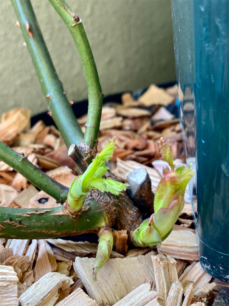 f:id:tef_rose:20200504034927j:image