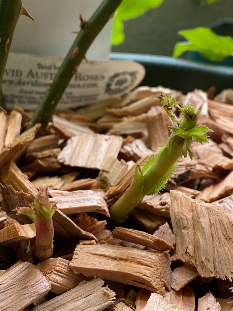 f:id:tef_rose:20200504035513j:image