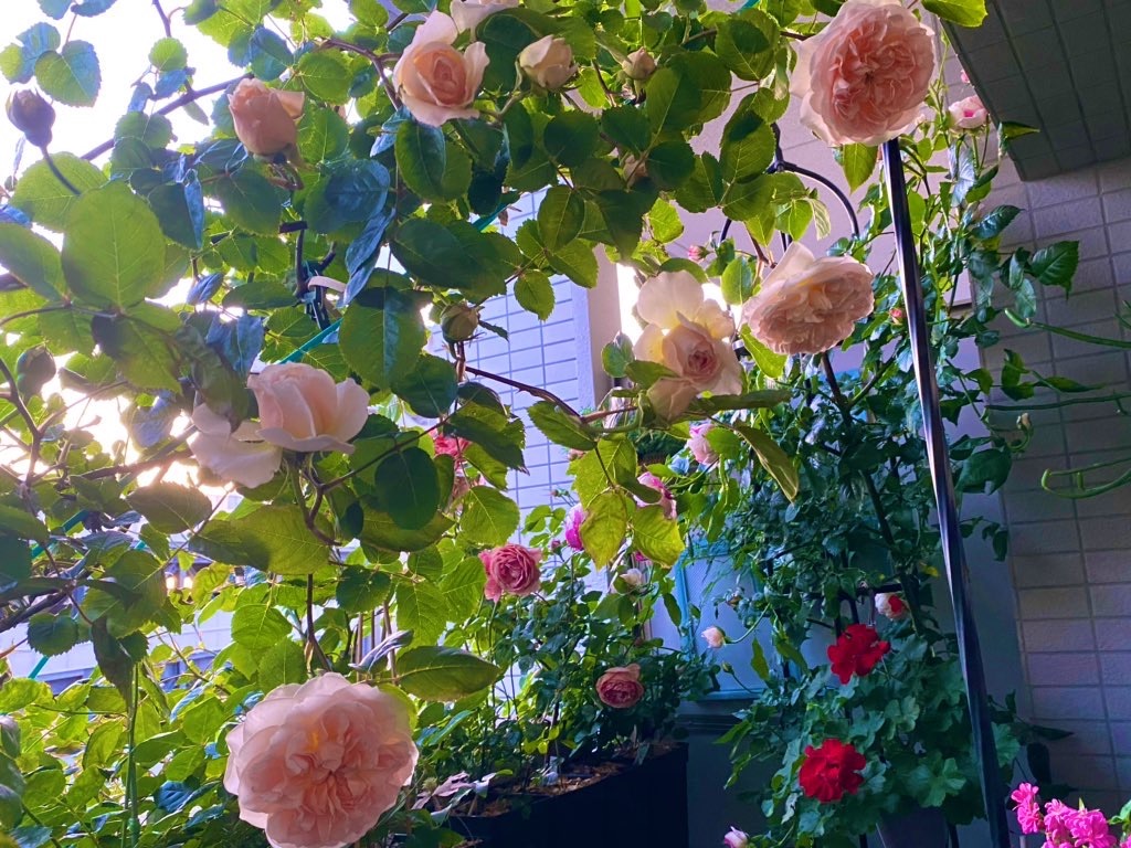 f:id:tef_rose:20200507032243j:image