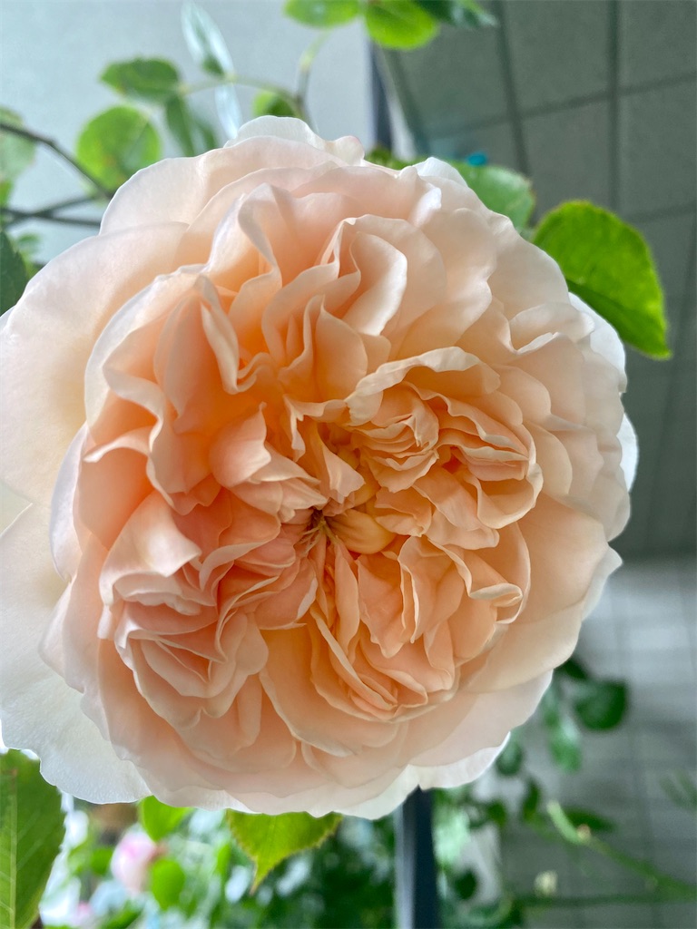 f:id:tef_rose:20200507032246j:image