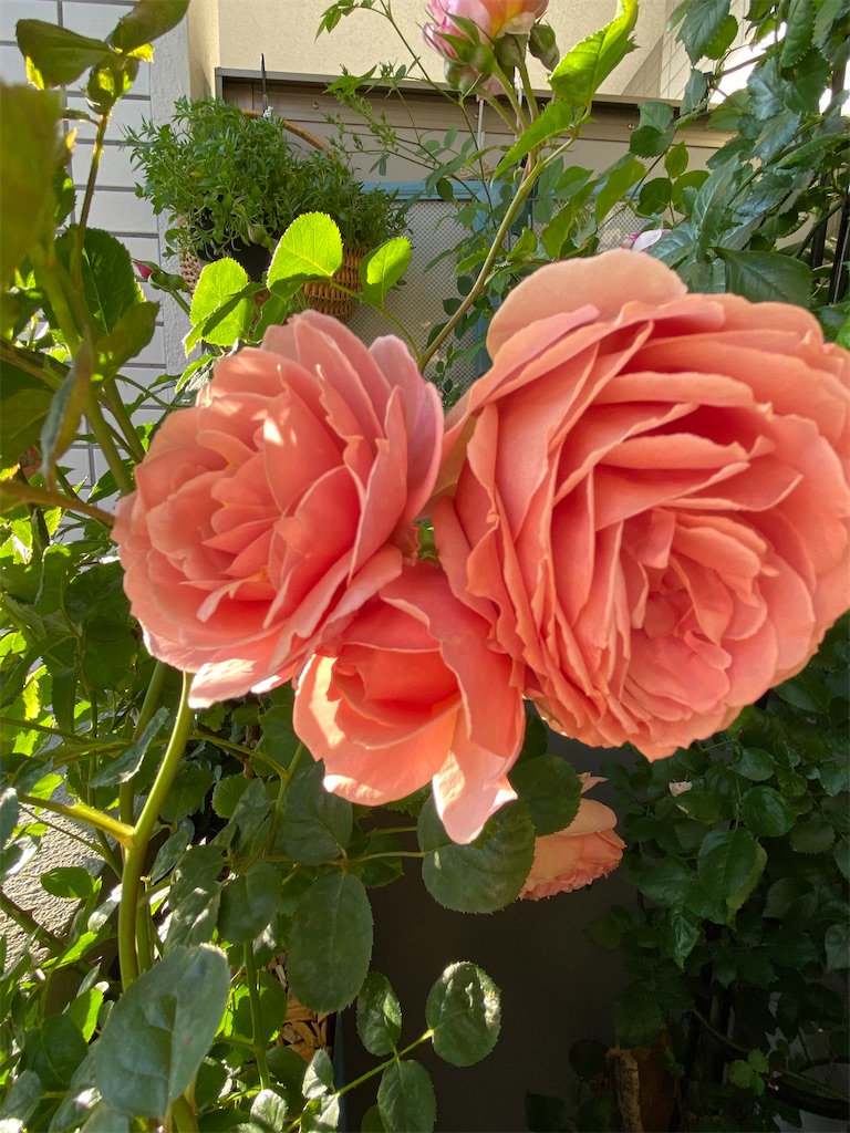 f:id:tef_rose:20200507032615j:image