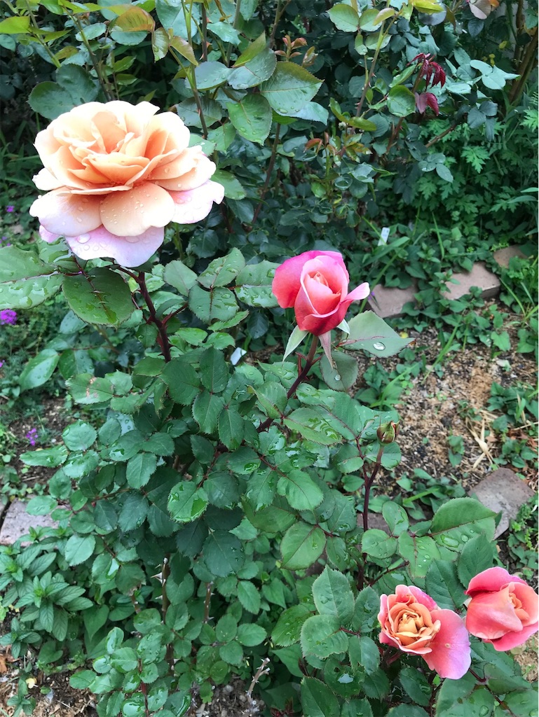 f:id:tef_rose:20200507032619j:image