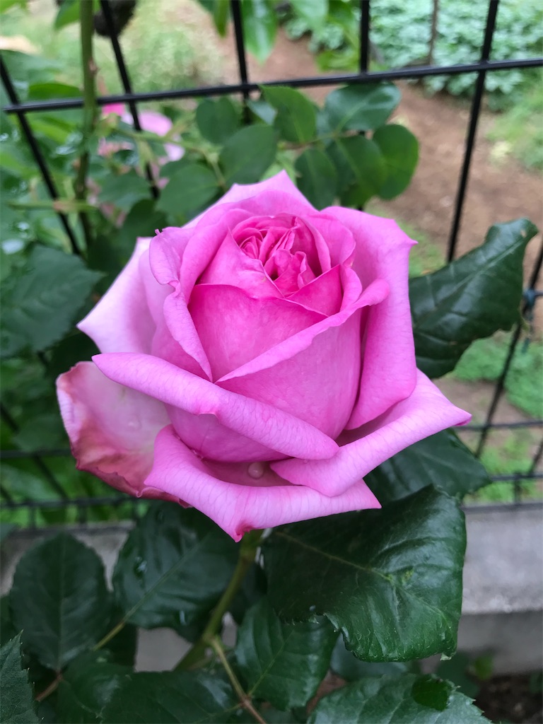 f:id:tef_rose:20200507032626j:image