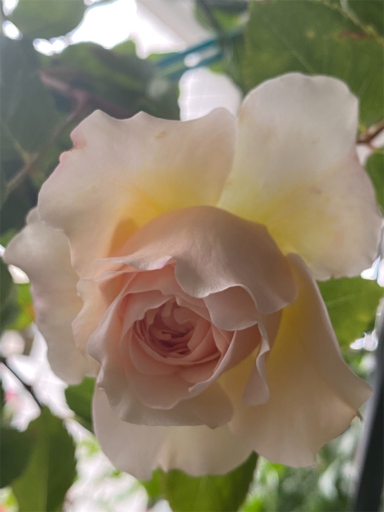 f:id:tef_rose:20200507032708j:image