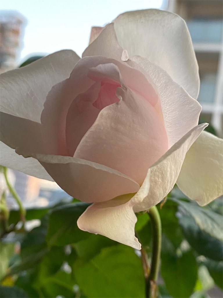 f:id:tef_rose:20200507035128j:image