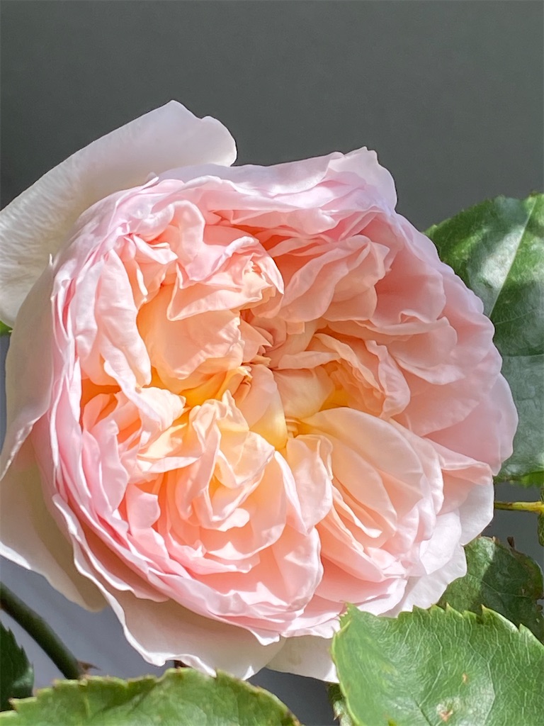 f:id:tef_rose:20200507181359j:image