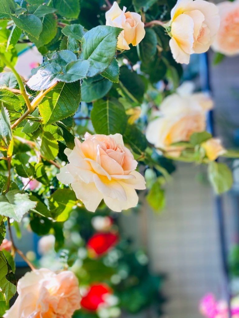 f:id:tef_rose:20200507181551j:image