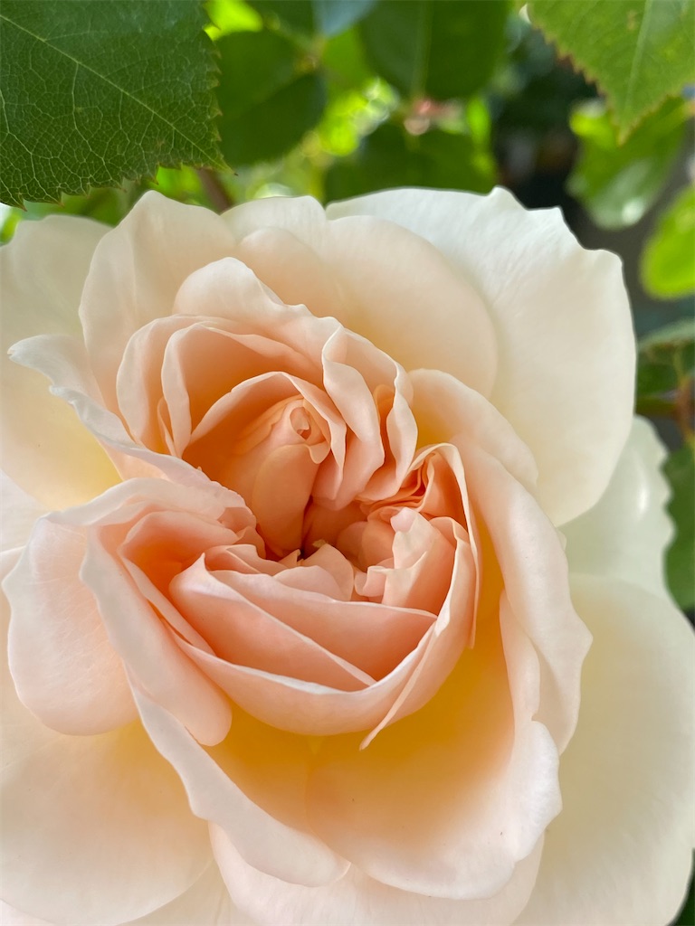 f:id:tef_rose:20200507181555j:image