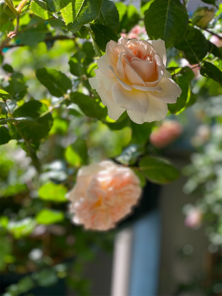 f:id:tef_rose:20200507181613j:image