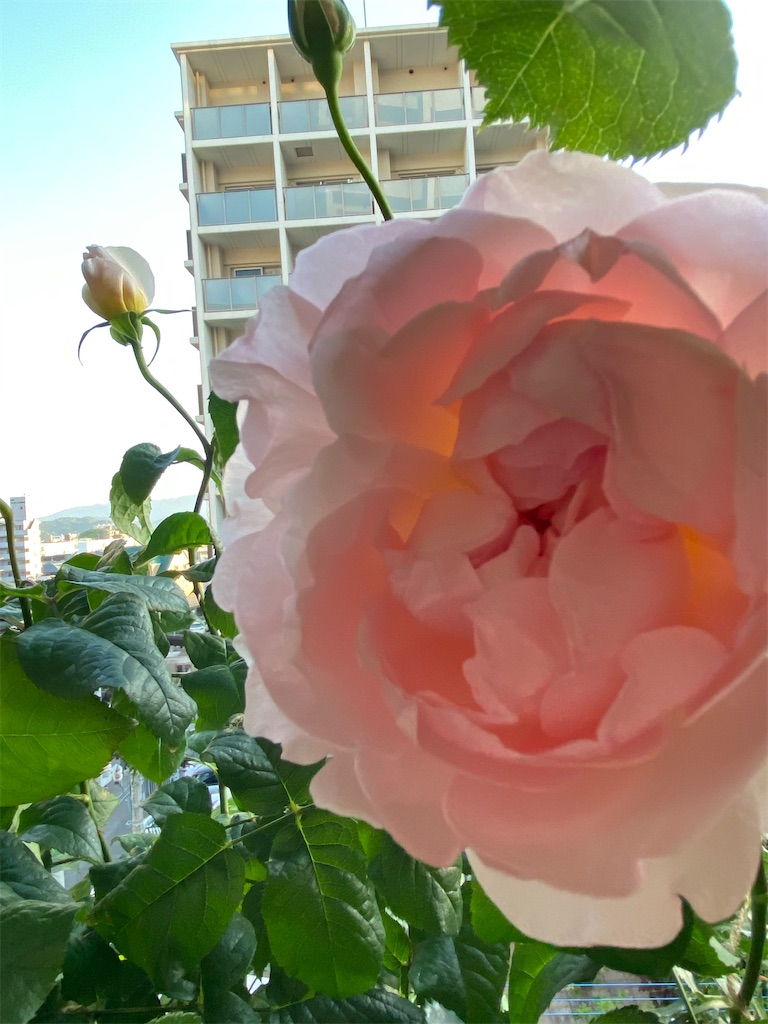 f:id:tef_rose:20200507205140j:image
