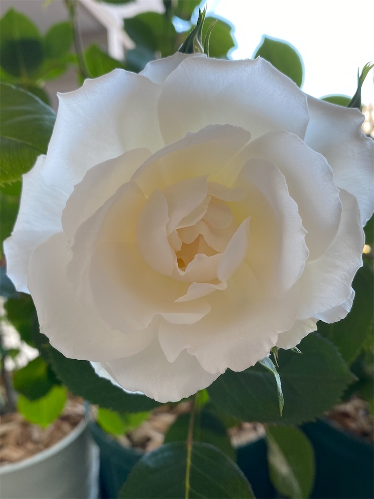 f:id:tef_rose:20200507205152j:image
