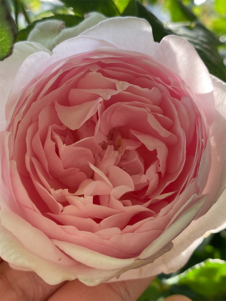 f:id:tef_rose:20200507205209j:image