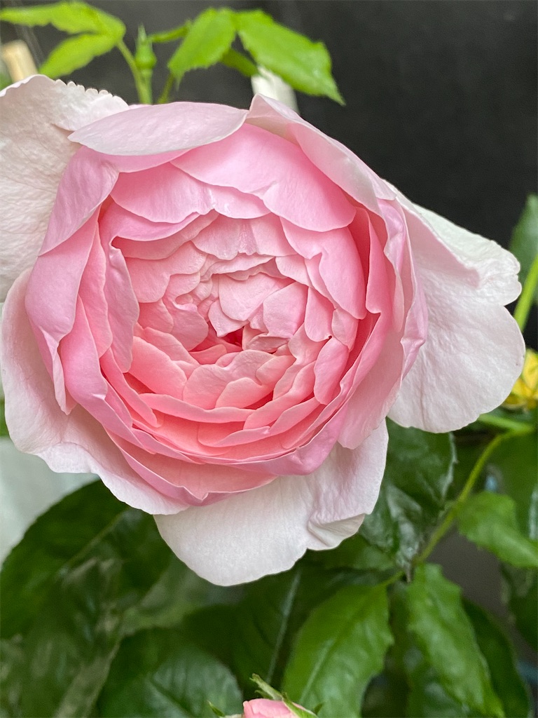 f:id:tef_rose:20200507205327j:image