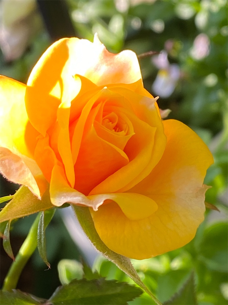 f:id:tef_rose:20200508234040j:image