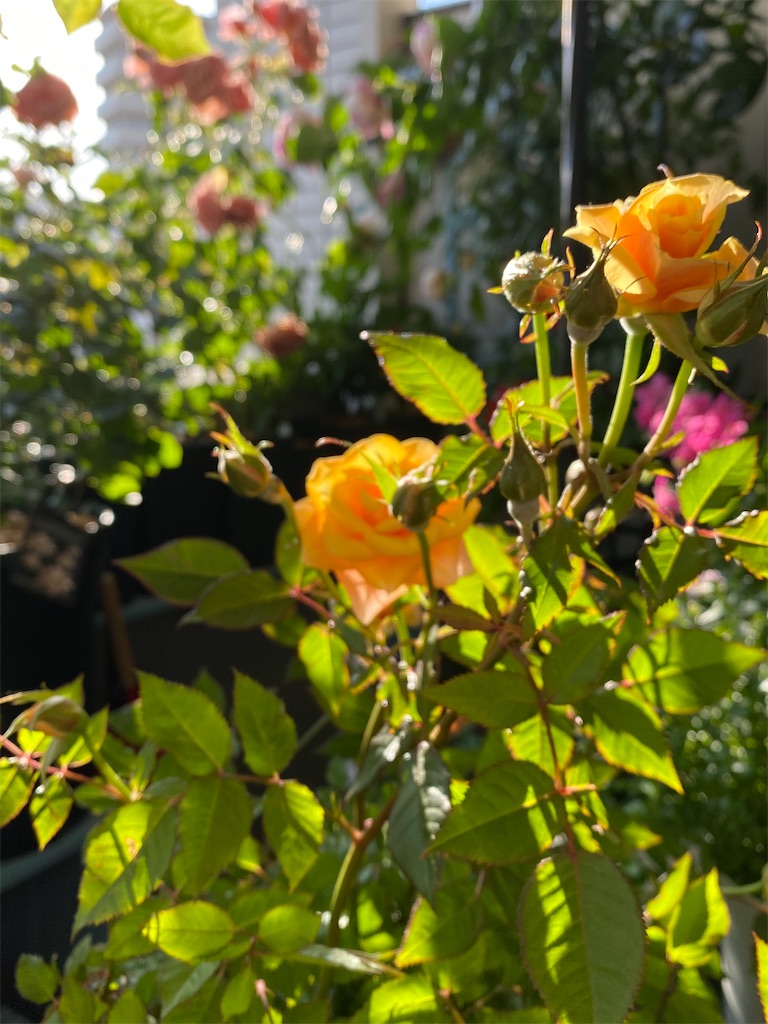 f:id:tef_rose:20200508234045j:image