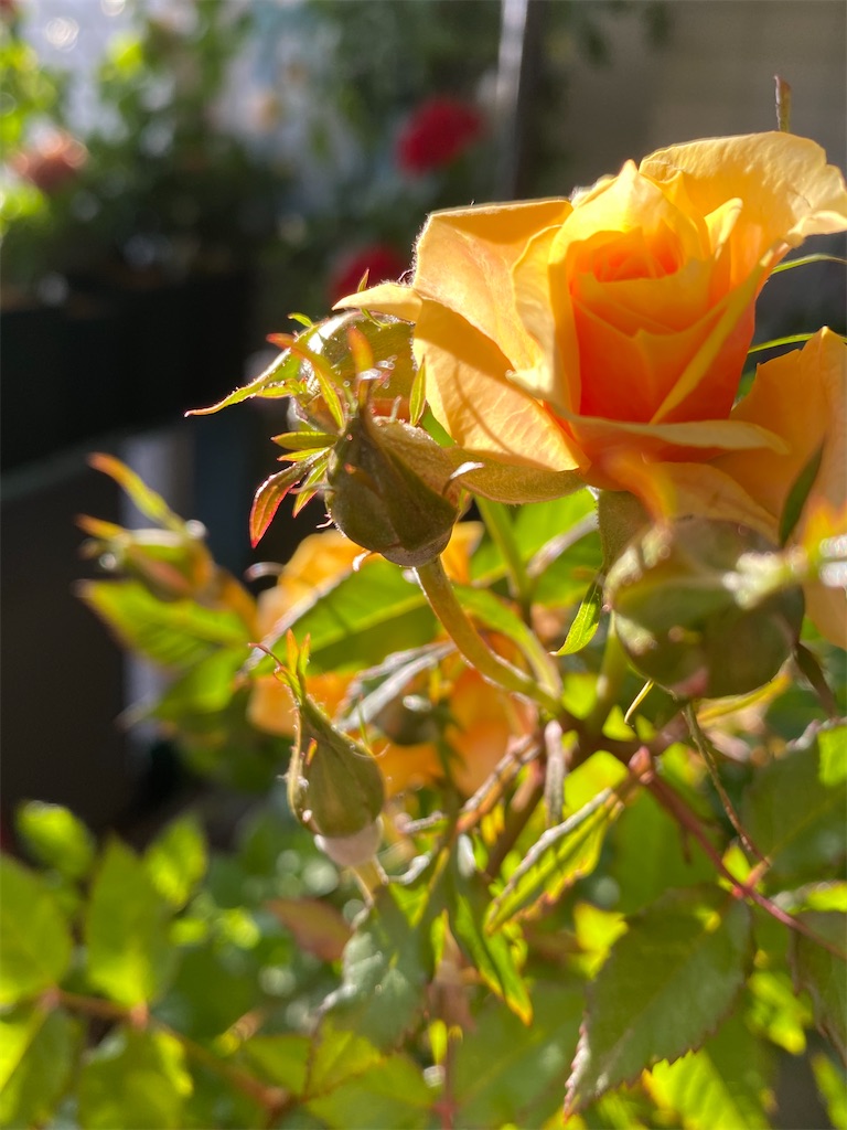 f:id:tef_rose:20200508234104j:image