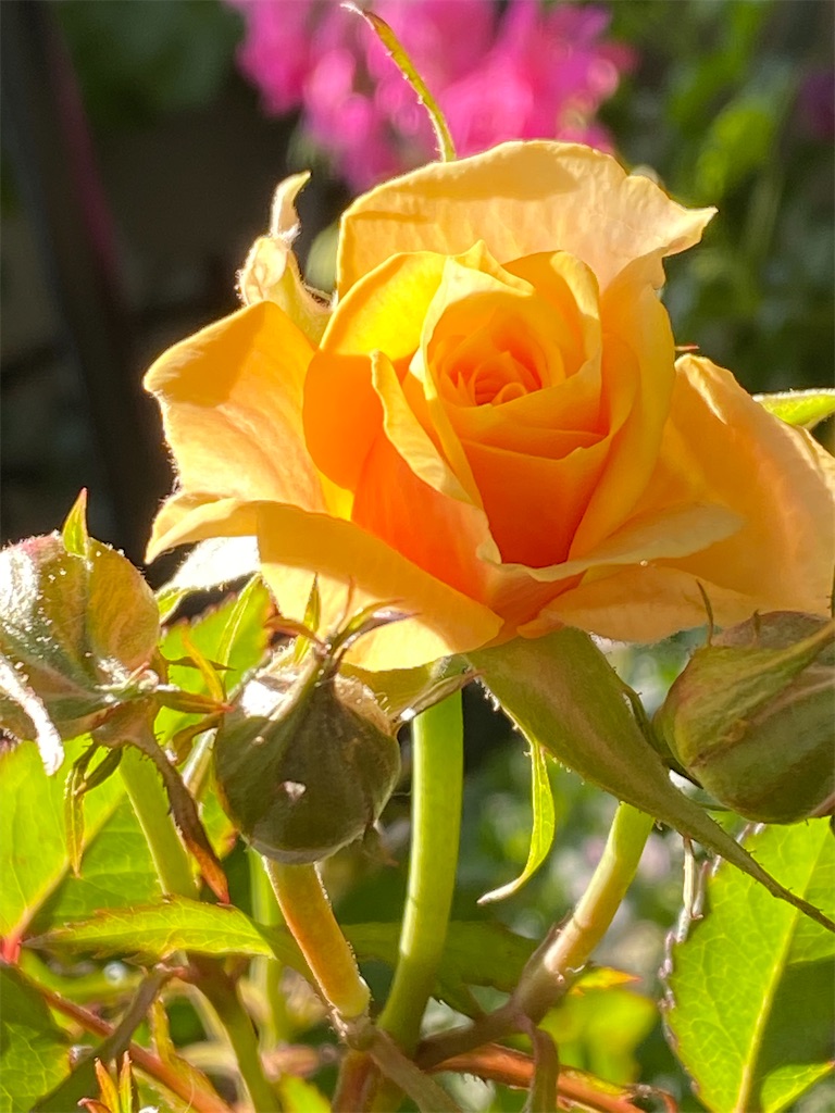 f:id:tef_rose:20200508234108j:image