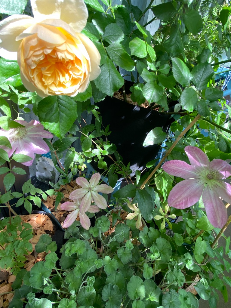 f:id:tef_rose:20200508235724j:image